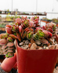 Crassula 'David'