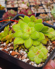 Crassula orbicularis