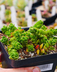 Crassula 'David'