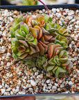 Crassula dorothy