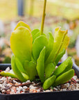 Adromischus cristatus var. zeyheri