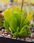 Adromischus cristatus var. zeyheri