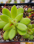 Crassula orbicularis