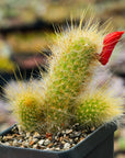 Cleistocactus Winteri - Golden Rat Tail