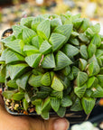 Haworthia mutica