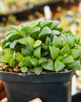 Haworthia mutica