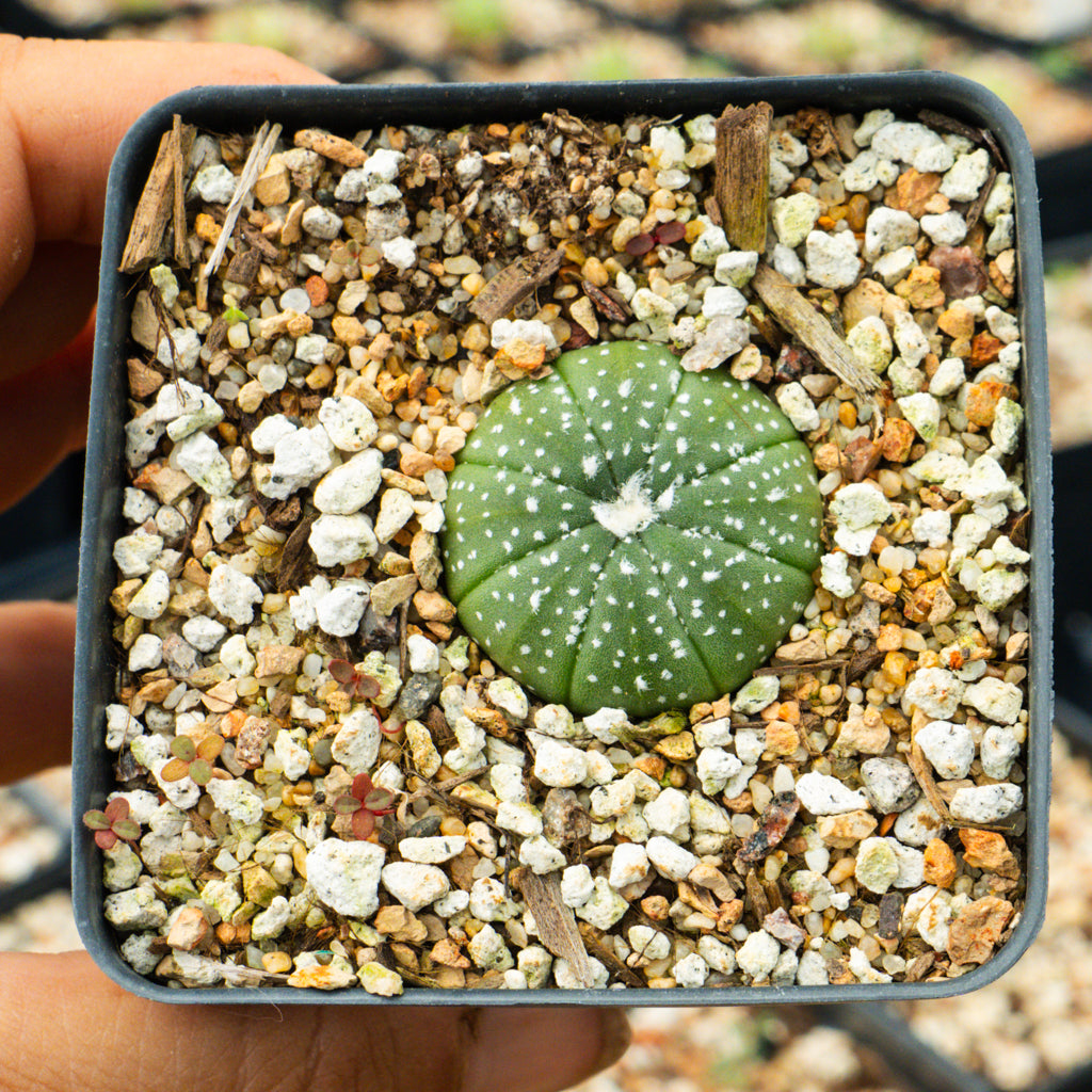 Astrophytum asterias - red flowers/ seed grown | One &amp; Only