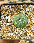 Astrophytum asterias - red flowers/ seed grown | One & Only