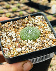 Astrophytum asterias - red flowers/ seed grown | One & Only