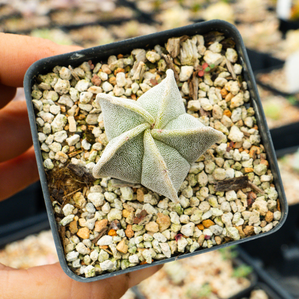 Astrophytum myriostigma v. strongylogonium/ seed grown - Bishop&#39;s Cap