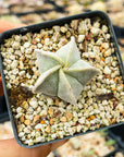 Astrophytum myriostigma v. strongylogonium/ seed grown - Bishop's Cap