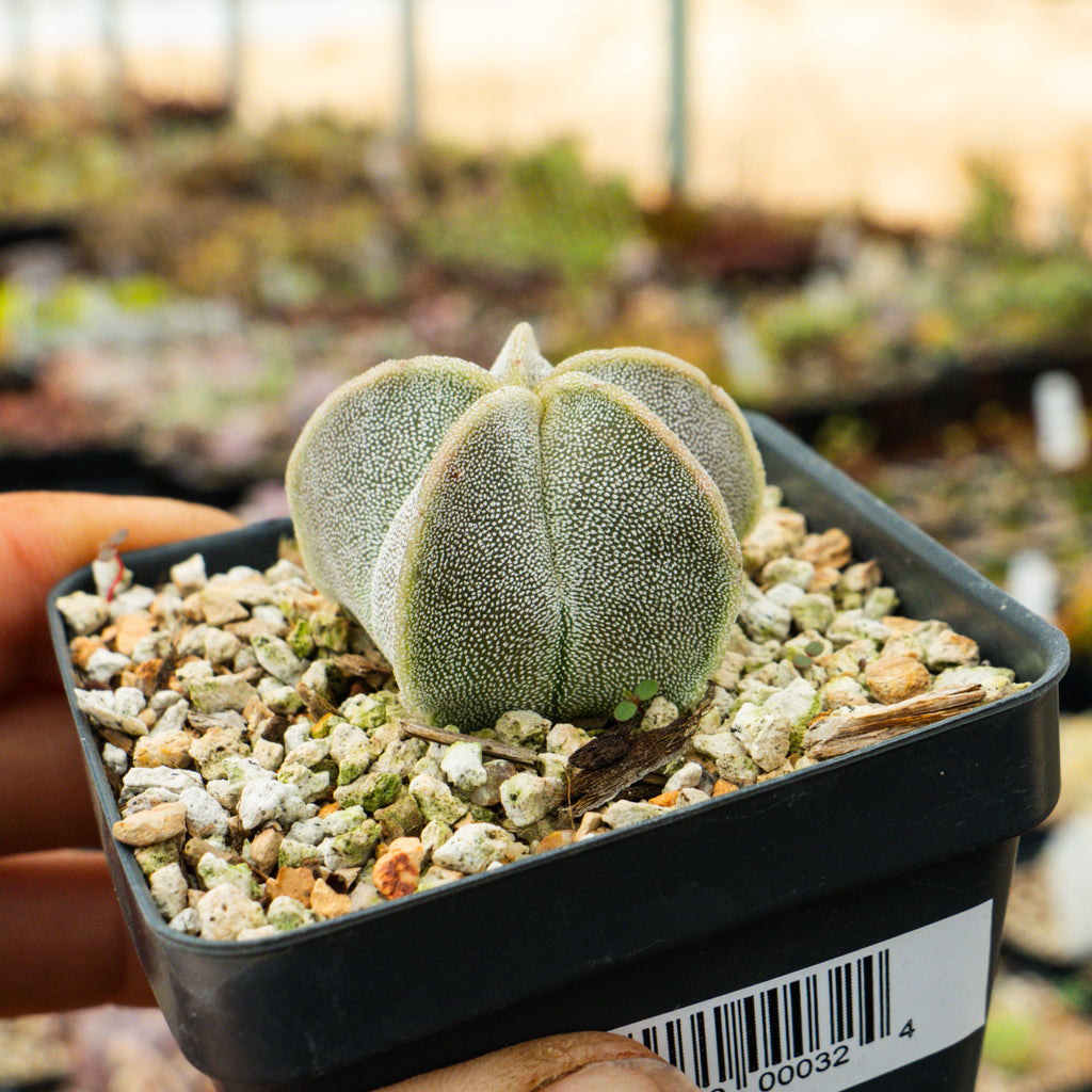 Astrophytum myriostigma v. strongylogonium/ seed grown - Bishop&#39;s Cap