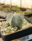 Astrophytum myriostigma v. strongylogonium/ seed grown - Bishop's Cap