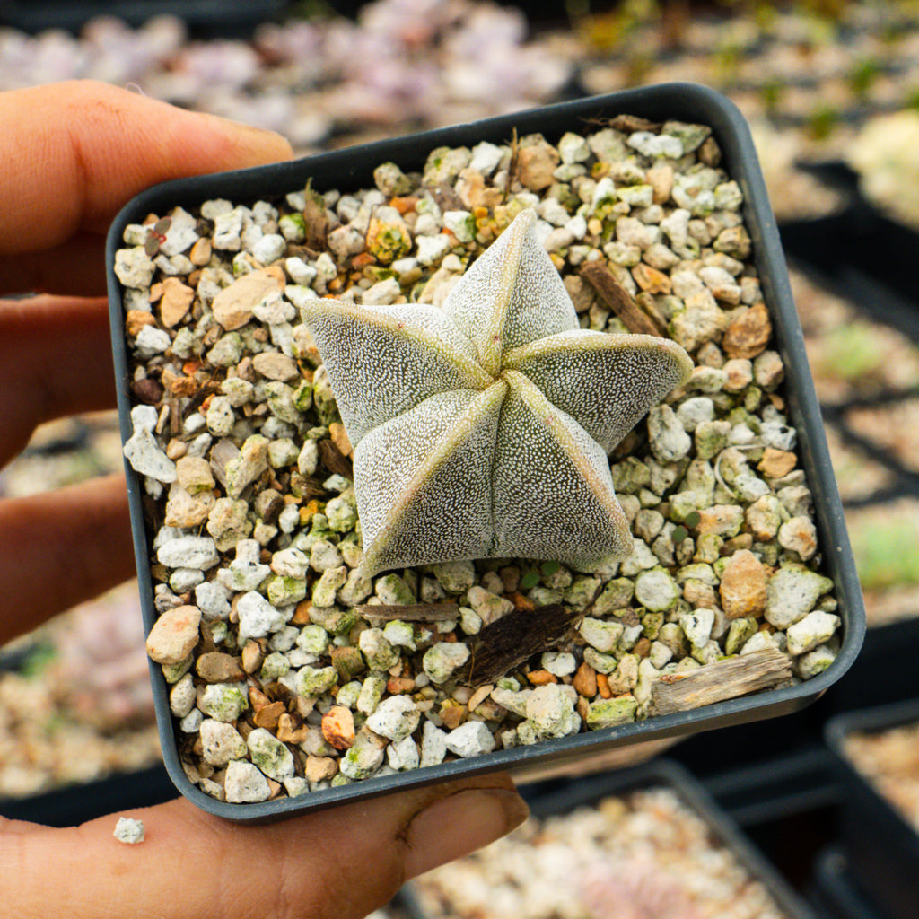 Astrophytum myriostigma v. strongylogonium/ seed grown - Bishop&#39;s Cap