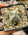 Astrophytum myriostigma v. strongylogonium/ seed grown - Bishop's Cap