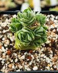 Crassula ‘Buddha’s Temple’ | One & Only