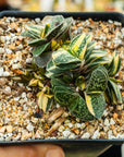 Gasteria gracilis variegata (yellow) | One & Only