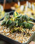 Gasteria gracilis variegata (yellow) | One & Only