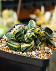 Gasteria gracilis variegata (yellow) | One & Only