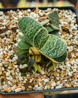 Gasteria gracilis variegata (yellow) | One & Only