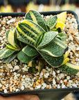 Gasteria gracilis variegata (yellow) | One & Only