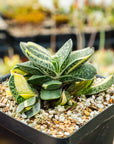 Gasteria gracilis variegata (yellow) | One & Only