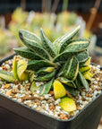 Gasteria gracilis variegata (yellow) | One & Only