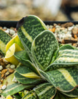 Gasteria gracilis variegata (yellow) | One & Only