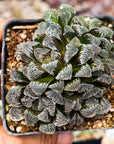 Haworthia 'Yuki Usagi' - Snow Rabbit