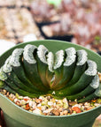 Haworthia truncata 'Snow'