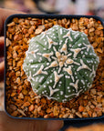 Astrophytum asterias - 'V-Type' | One & Only | B