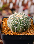 Astrophytum asterias - 'V-Type' | One & Only | B