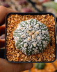 Astrophytum asterias - 'V-Type' | One & Only | C