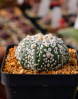 Astrophytum asterias - 'V-Type' | One & Only | C