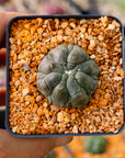 Astrophytum asterias f. kikko lizard skin | One & Only | A