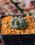 Astrophytum asterias f. kikko lizard skin | One & Only | A