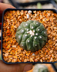 Astrophytum asterias f. kikko lizard skin | One & Only | B