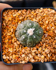 Astrophytum asterias f. kikko lizard skin | One & Only | C