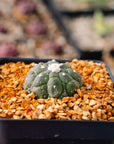 Astrophytum asterias f. kikko lizard skin | One & Only | C