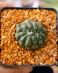 Astrophytum asterias f. kikko lizard skin cristata | One & Only | A