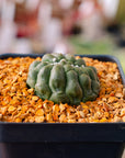 Astrophytum asterias f. kikko lizard skin cristata | One & Only | A