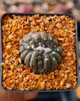 Astrophytum asterias f. kikko lizard skin cristata | One & Only | B