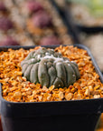 Astrophytum asterias f. kikko lizard skin cristata | One & Only | B