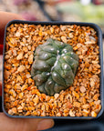 Astrophytum asterias f. kikko lizard skin cristata | One & Only | D