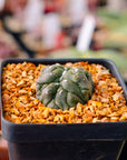 Astrophytum asterias f. kikko lizard skin cristata | One & Only | D