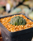 Astrophytum asterias f. kikko lizard skin cristata | One & Only | D