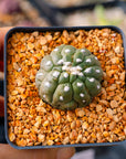 Astrophytum asterias f. kikko lizard skin cristata | One & Only | E