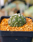 Astrophytum asterias f. kikko lizard skin cristata | One & Only | E