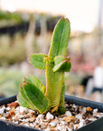 Crassula pyramidalis - thick form