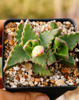 Faucaria felina